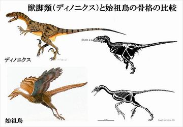 始祖鳥の骨格は、獣脚類とそっくりだそうです