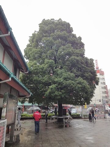 やはり、雨は恨めしい