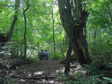 登録地とほとんど同じ状態の原生林を、目の当たりに出来るんです