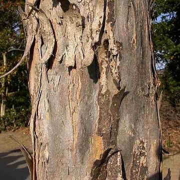 大きくなると樹皮が剥がれてくる