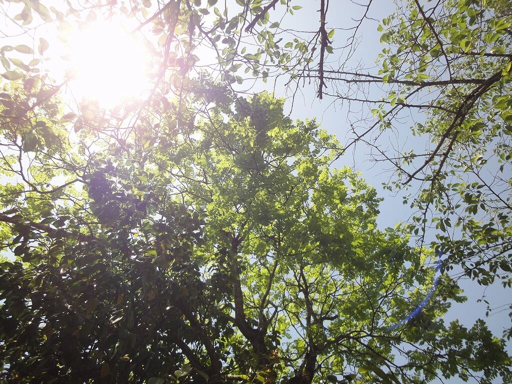 木漏れ日の菩提樹