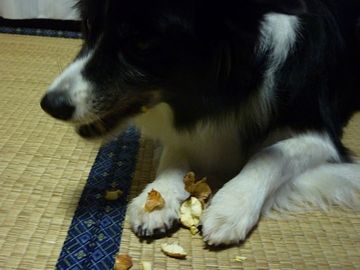 犬も食うなる