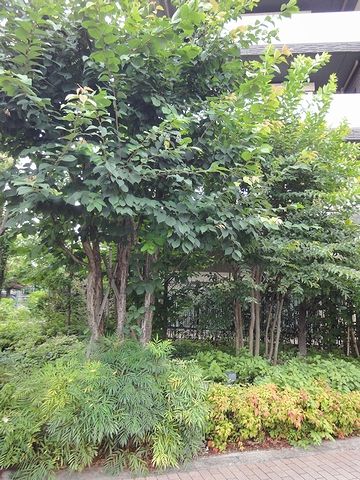 ポケットパークのようなもの?