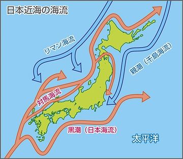 日本海側と太平洋側では、種の流れる方向が逆