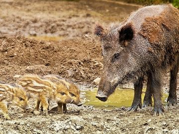 畑の持ち主にとっては、たまったものじゃありません