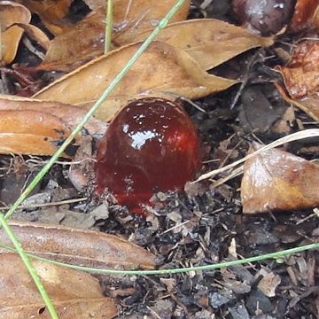 庭の花壇に再設置した状況