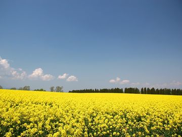 菜の花畑