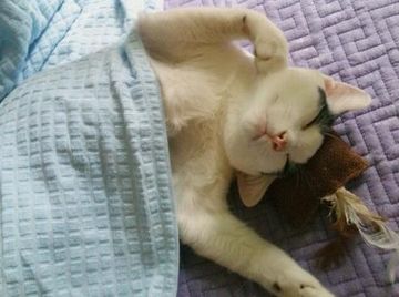 すぐ寝ちゃったもの
