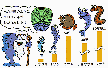 ウナギが50年も生きるとは知りませんでした