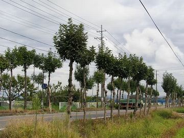 新潟市西蒲区門田の稲架木