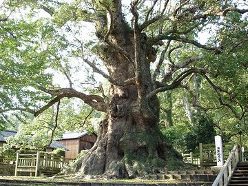 日本一の巨樹は、『蒲生の大楠(がもうのおおくす)』と呼ばれる、鹿児島のクスノキ