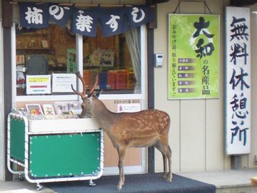 無料休憩する鹿