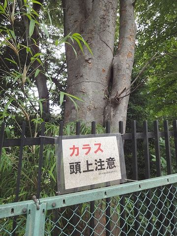 カラスの巣があるよう
