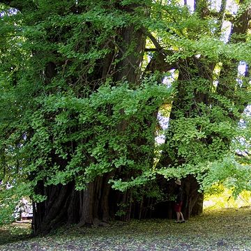 2004年、国の天然記念物に指定されました