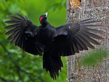 近くで見ると、見栄えがする鳥らしいですよ