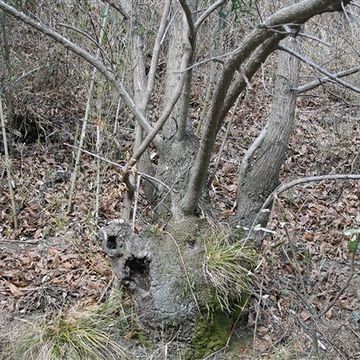 伸びた幹が定期的に伐られるので、「株立ち」という特殊な形状になります