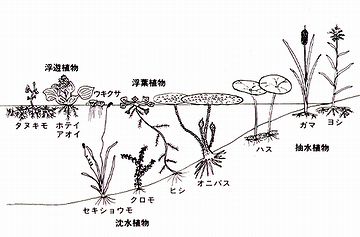 最深部にも、藻が生えておる