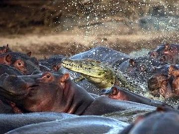 カバの背中は丸くて、渡りづらそう