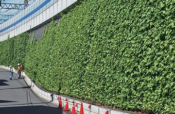 実は、登攀力はあまり強くありません。この画像では、登攀しやすいよう、壁面にマットを施工しています。