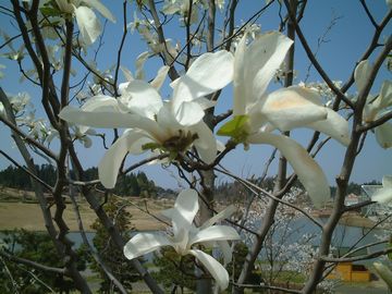 コブシの花