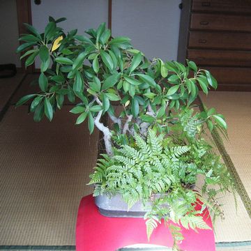 観葉植物のガジュマル