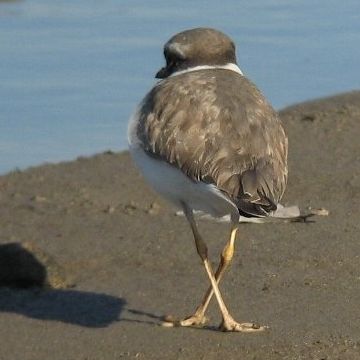 元祖千鳥足
