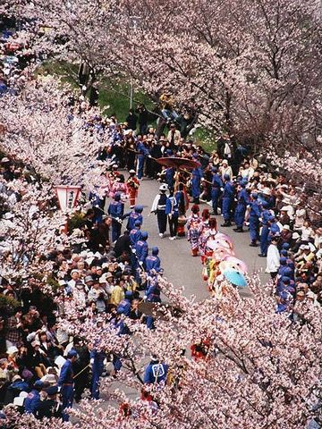 分水おいらん道中・3,000本の桜並木の下