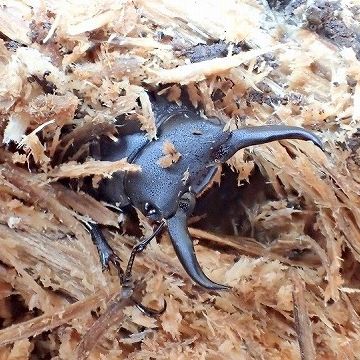 ホダ木の中から、成虫となって這い出すクワガタ