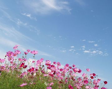 涼しい上に、お天気も安定してます