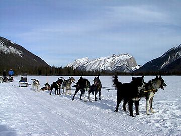 犬は、雪があると、うんこしない？