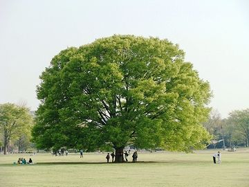 国営昭和記念公園