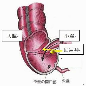 大腸に進んだ内容物が逆流しないように、回腸弁(回盲弁)という仕切りが付いてます
