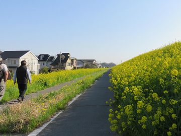 千葉県流山市。江戸川の堤防沿いのようです。