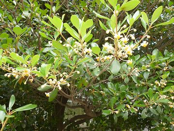 地味な花が咲いた木