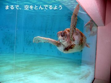 竜宮城へ一直線