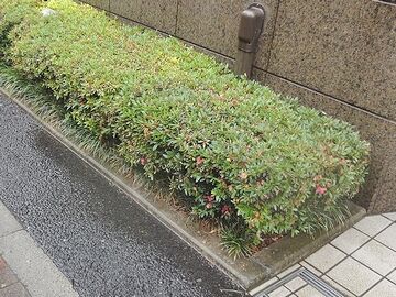 梅雨時に咲く花、サツキツツジ