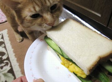 机に置いて食べるバカがいますか