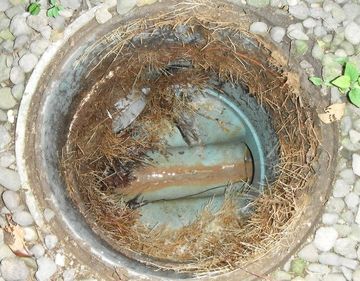 マンホールの中で、びっしり根を張ってたんです