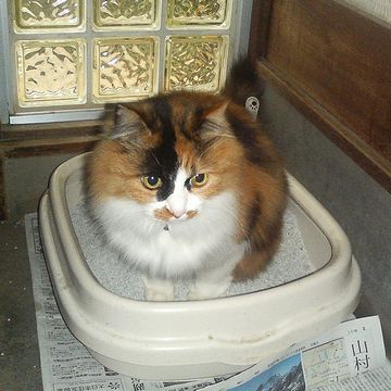 わたしのトイレが無い!
