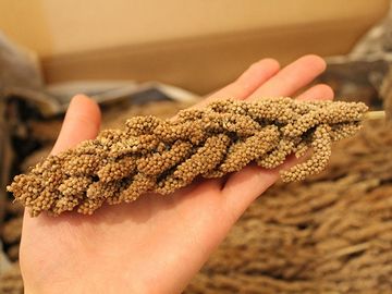 ヒエとかだったんじゃないかな