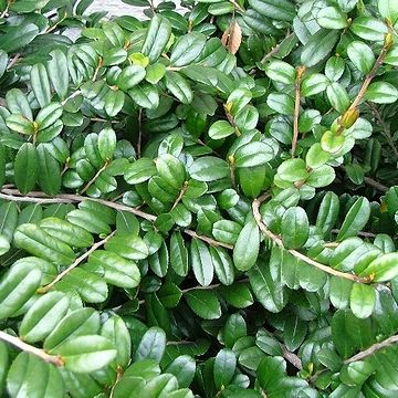 小粒な照葉(しょうよう)が可愛いです