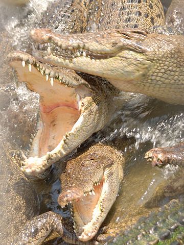 ワニ地獄の飢えたワニ