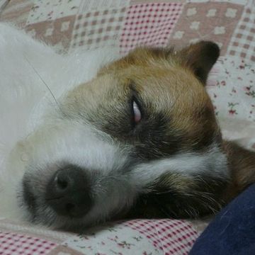 止めれば眠れない