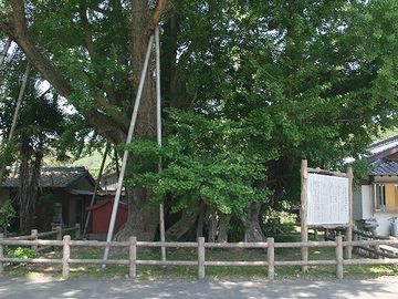 一番古いイチョウは、対馬にある『琴(きん)のイチョウ』と云われてます