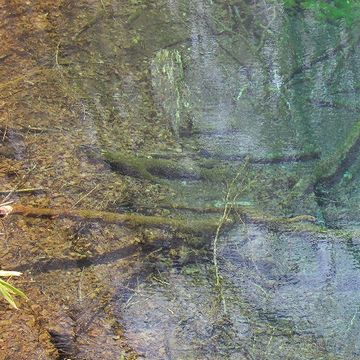 十二湖って、透明度が高いんじゃないの?