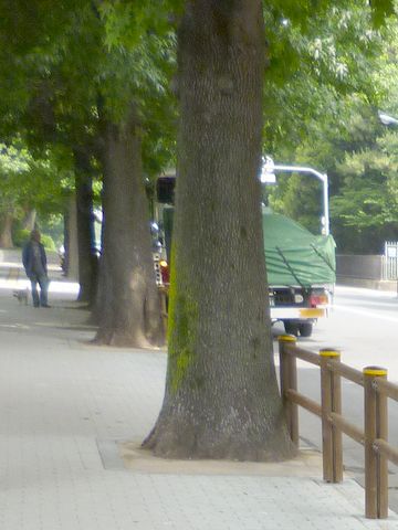ここの街路樹も、立派な幹周り