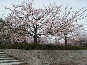 西大畑公園のサクラ