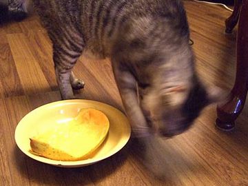 マンゴーが臭くて、怒る猫