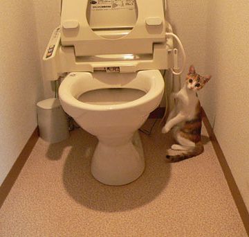 トイレだなんて、思ってないよな?