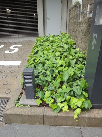 ヘデラカナリエンシス